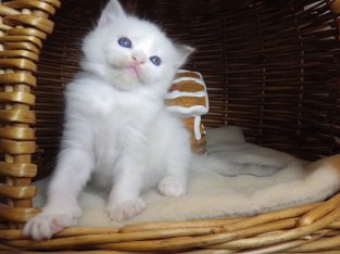 Ragdoll cica „Olympia” lány!