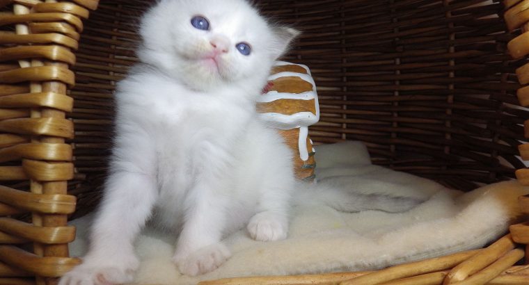 Ragdoll cica „Olympia” lány!