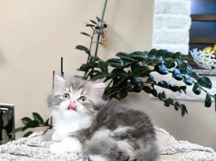 Különleges csiga mintás hercegnő