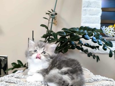 Különleges csiga mintás hercegnő