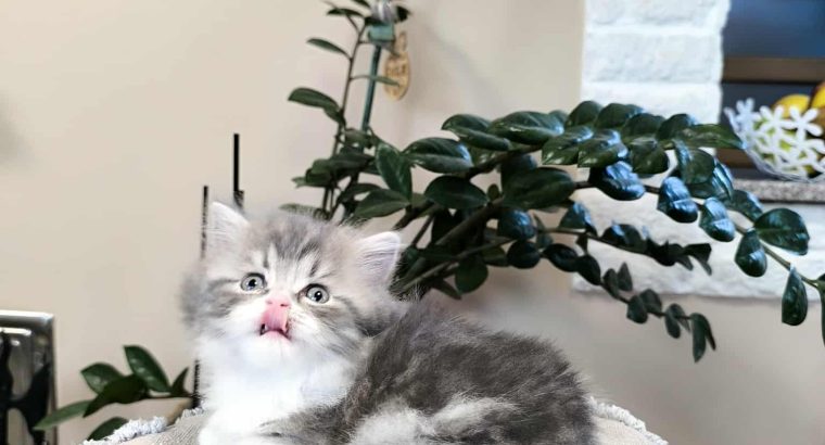 Különleges csiga mintás hercegnő