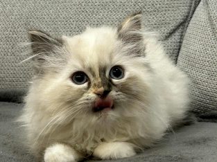 Ragdoll kislány teknőctarka színben