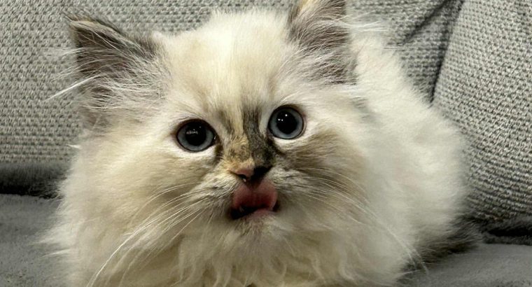 Ragdoll kislány teknőctarka színben