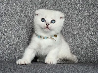 Tádé skót lógófülű kisfiú