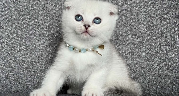 Tádé skót lógófülű kisfiú