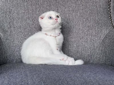 Sarina skót kislány