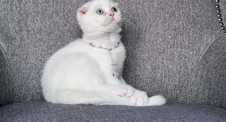 Sarina skót kislány