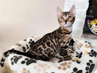 Extra cuki bengáli kandúrka