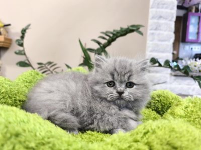 Karcsánykor nálad?