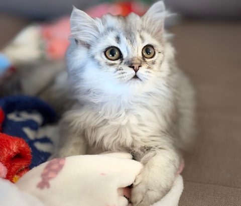 Skót állófülű kislány költözhet