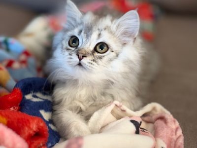 Skót állófülű kislány költözhet