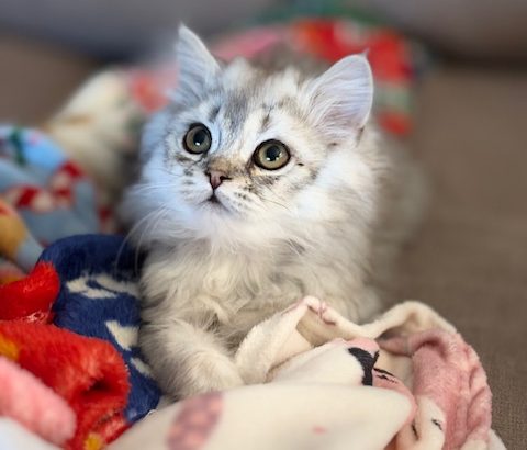 Skót állófülű kislány költözhet