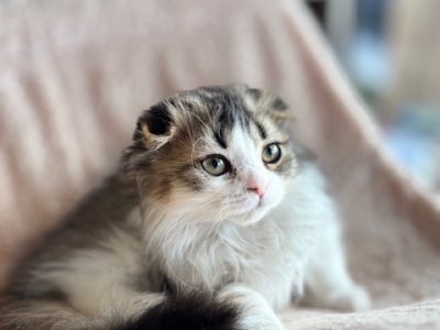 Skót lógófülű kislány – költözhet