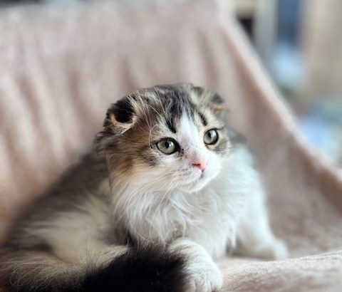 Skót lógófülű kislány – költözhet