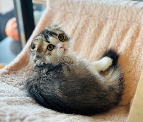 Skót lógófülű kislány – költözhet