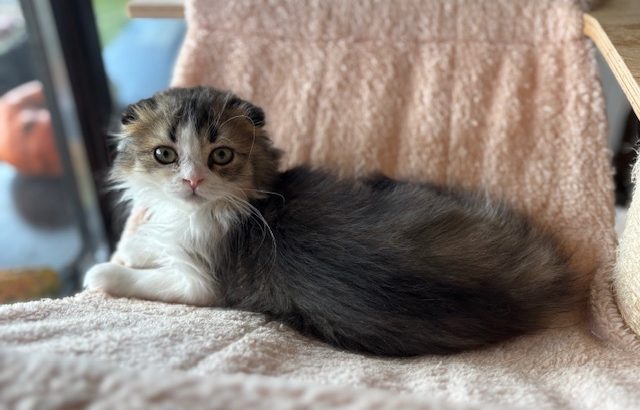 Skót lógófülű kislány – költözhet