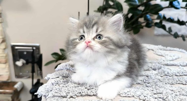 Különleges csiga mintás hercegnő