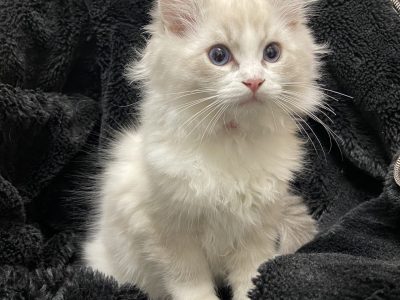 Szőrmókszív (Kókusz)