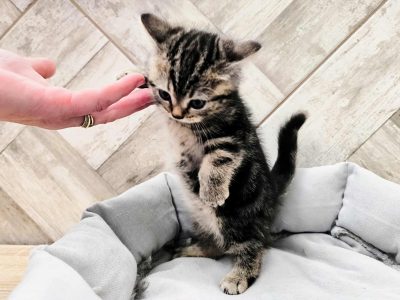 Brit gold whiskas mintás baba