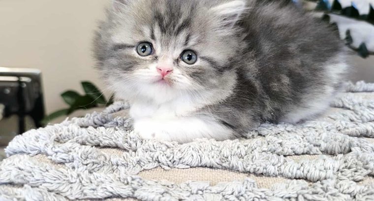 Különleges csiga mintás hercegnő