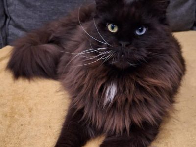 Felicity felemás szemű bújós lány