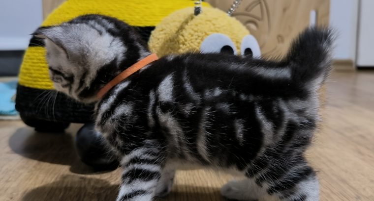 Brit rövidszőrű nőstény – Quara