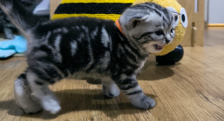 Brit rövidszőrű nőstény – Quara