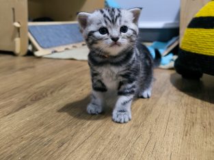 Brit rövidszőrű nőstény – Quara