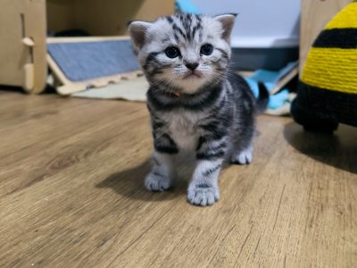 Brit rövidszőrű nőstény – Quara