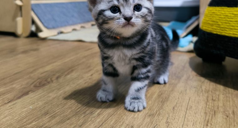 Brit rövidszőrű nőstény – Quara