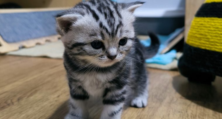 Brit rövidszőrű nőstény – Quara