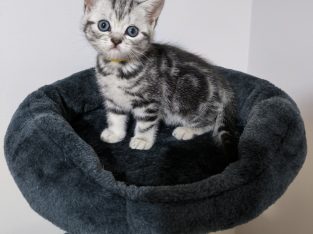 Brit rövidszőrű nőstény – Peggy