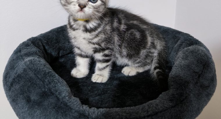 Brit rövidszőrű nőstény – Peggy