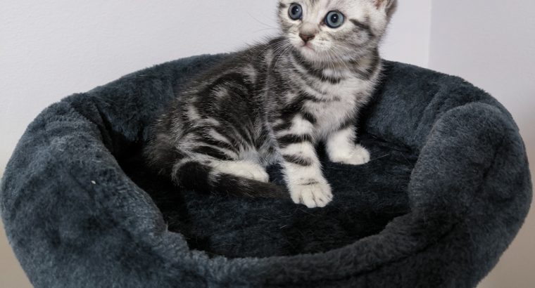 Brit rövidszőrű nőstény – Peggy