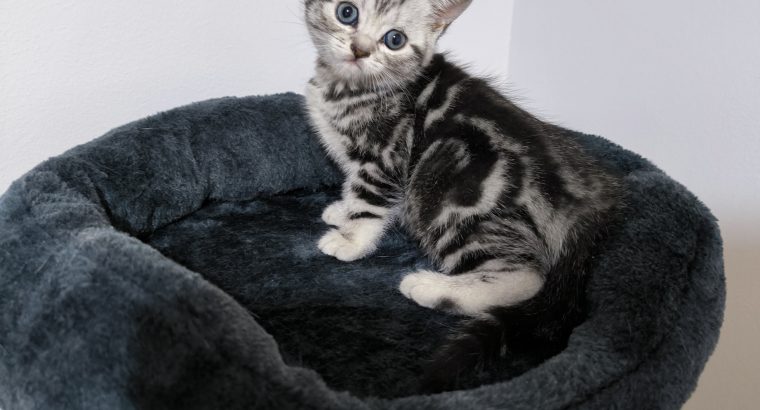 Brit rövidszőrű nőstény – Peggy