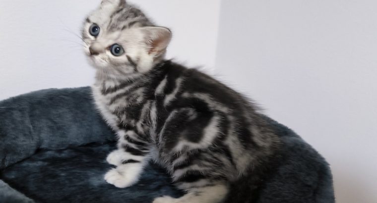 Brit rövidszőrű nőstény – Peggy