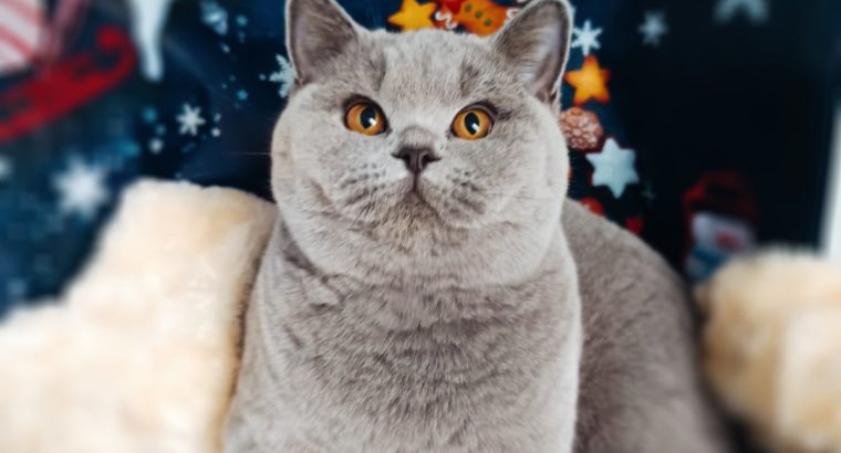 Magával ragadó elegancia