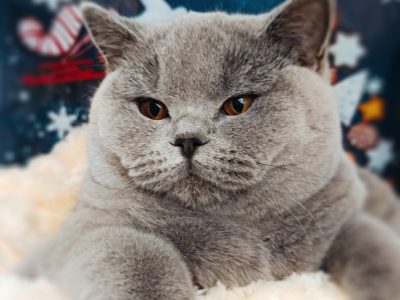 Magával ragadó elegancia