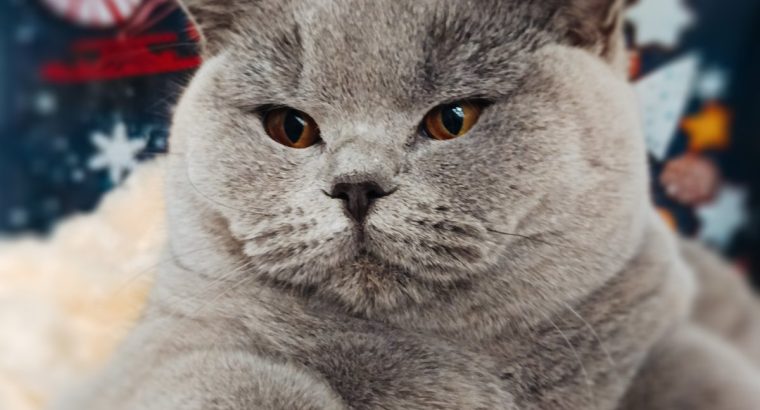 Magával ragadó elegancia