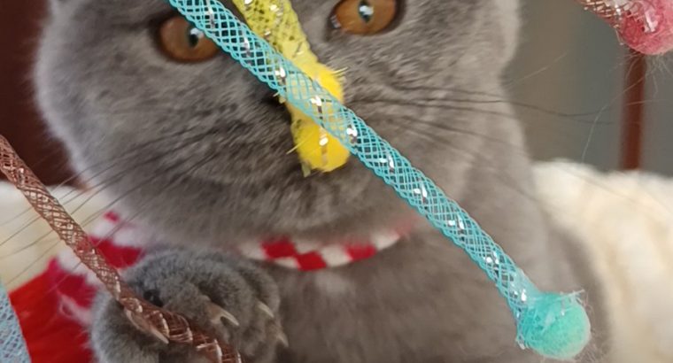 Ellenállhatatlan macsó