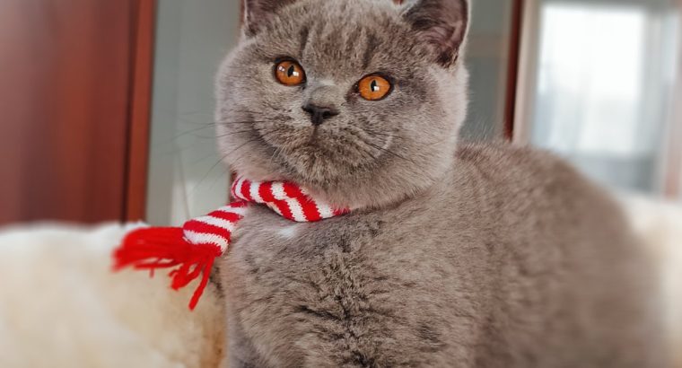 Ellenállhatatlan macsó