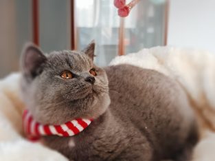 Ellenállhatatlan macsó