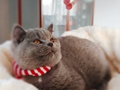 Ellenállhatatlan macsó