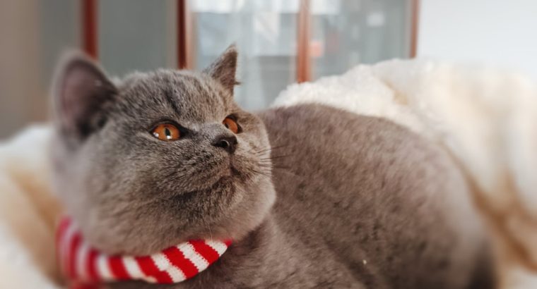 Ellenállhatatlan macsó