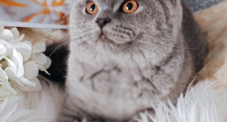 Jóvágású amorózó