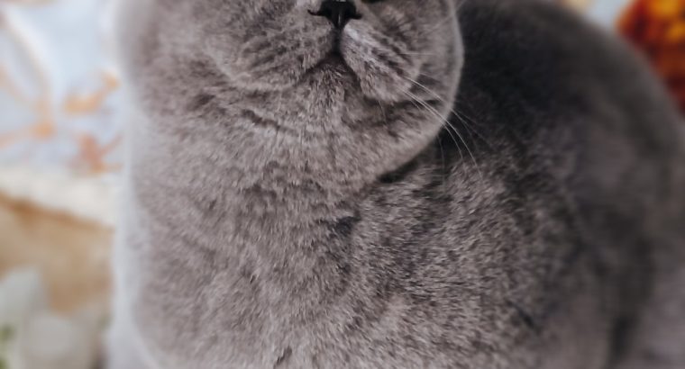 Jóvágású amorózó