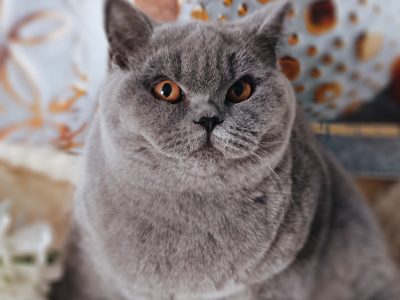 Jóvágású amorózó