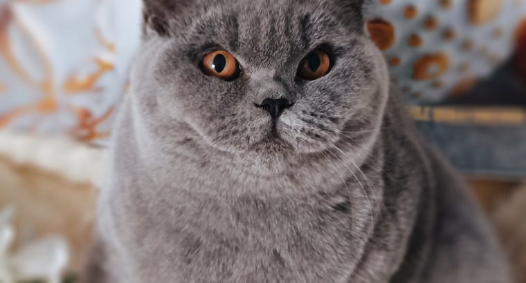 Jóvágású amorózó