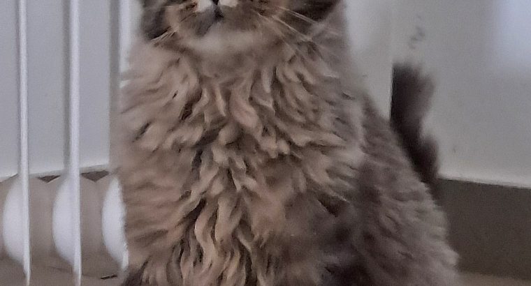 Black Crown Maine Coon