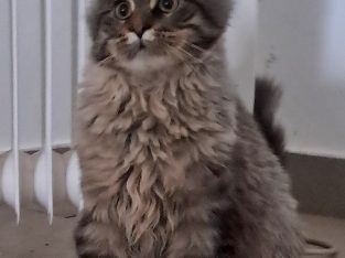 Black Crown Maine Coon